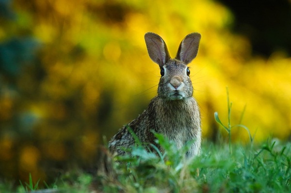 rabbit-1882699_640.jpg